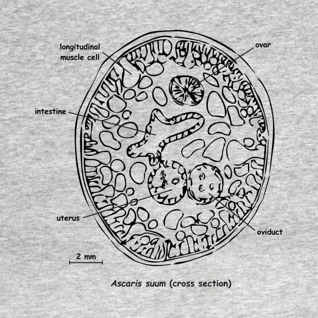 Cross section of Ascaris suum, labelled by RosArt100